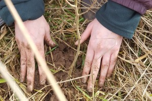 Leasowe Farm tree planting