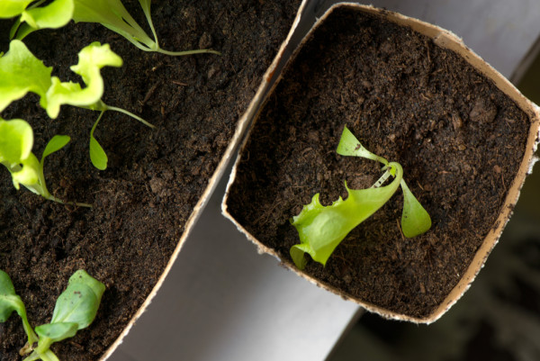Paper plant compost pot
