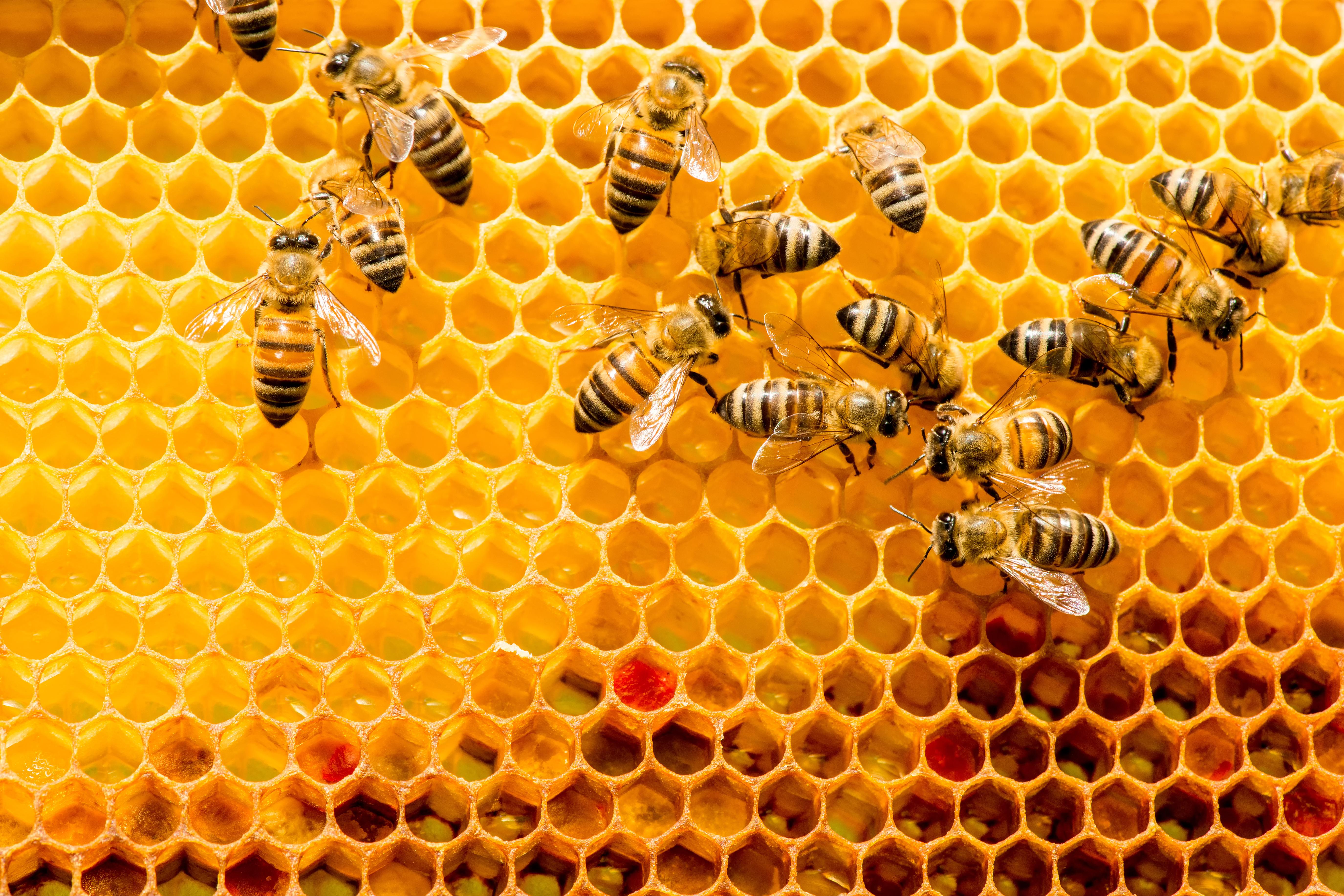 Beehive